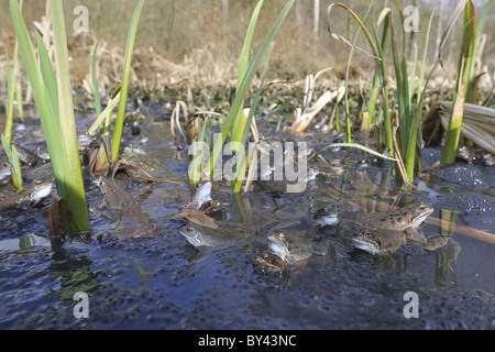 Grasfrosch (Rana Temporaria) im Teich zur Paarung treffen Stockfoto