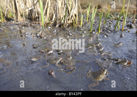 Grasfrosch (Rana Temporaria) im Teich zur Paarung treffen Stockfoto