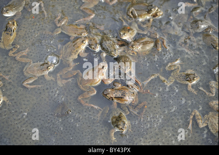 Grasfrosch (Rana Temporaria) im Teich zur Paarung treffen Stockfoto