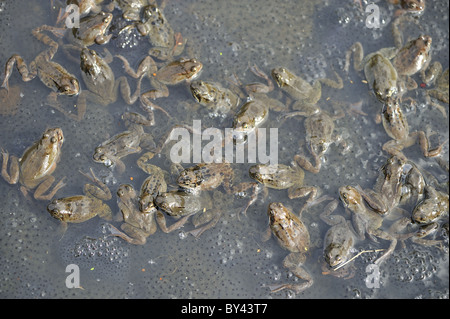 Grasfrosch (Rana Temporaria) im Teich zur Paarung treffen Stockfoto