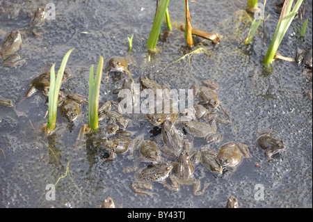 Grasfrosch (Rana Temporaria) im Teich zur Paarung treffen Stockfoto