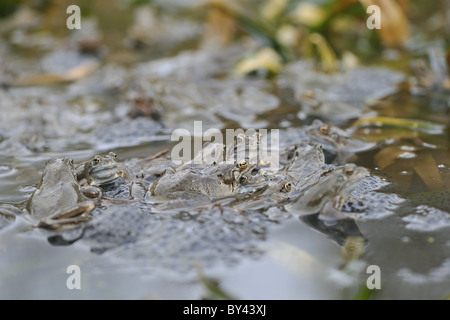 Grasfrosch (Rana Temporaria) im Teich zur Paarung treffen Stockfoto