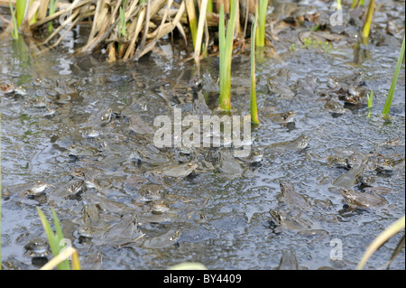 Grasfrosch (Rana Temporaria) im Teich zur Paarung treffen Stockfoto