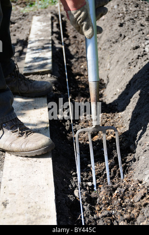 Gardener forking trench, standing on boards, and digging in compost ready to plant seed potatoes, Reading, Berkshire, UK Stockfoto