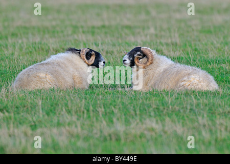 Zwei Highland schwarz-faced Widder ruht in einem Feld Stockfoto