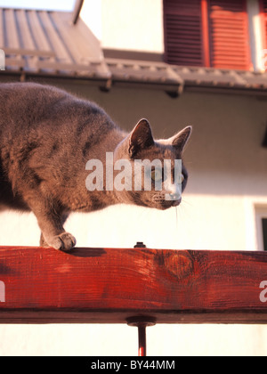 Hauskatze vor Sprung Stockfoto