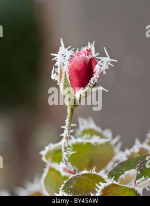 Rote rose Knospe in Hoare Frost bedeckt Stockfoto