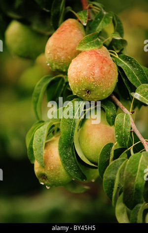 Reife Birnen mit Regen Tropfen hängen am Baum reif für die Ernte Stockfoto