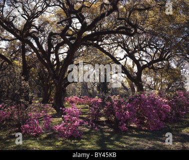 Jungle Gardens - Avery Island - Louisiana Stockfoto