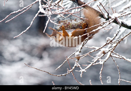 Eichhörnchen (Sciurus Vulgaris) Fütterung auf eine Nuss Futterhäuschen im Nadelwald, Cooley, co. Louth, Irland Stockfoto