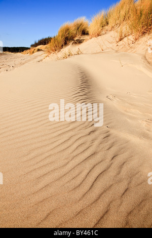 Küstenerosion der Sanddünen am Strand von Llanddwyn. Newborough, Isle of Anglesey, North Wales, UK. Stockfoto