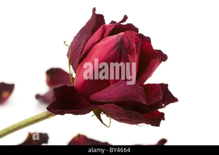 rot tot Roseé Konzept der verlorenen Liebe Stockfoto