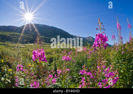 Weidenröschen mit Sunburst in blauen Himmel entlang dem Seward Highway Ion der Kenai-Halbinsel in Alaska Stockfoto