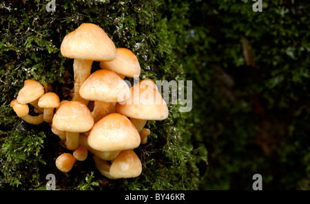 Schwefel Schwefel Büschel Fliegenpilze auf bemoosten stumpf Stockfoto