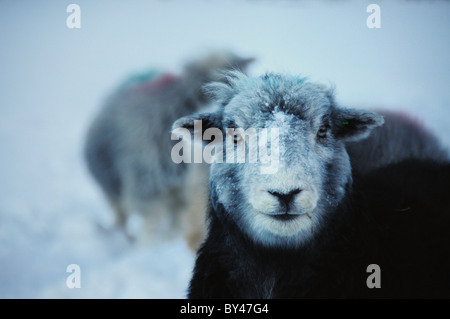 Herdwick Schafe im Winter im englischen Lake District Stockfoto