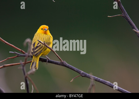 Safran Finch (Sicalis Flaveola), männliche. Stockfoto