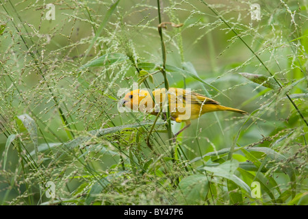 Safran Finch (Sicalis Flaveola), männliche. Stockfoto