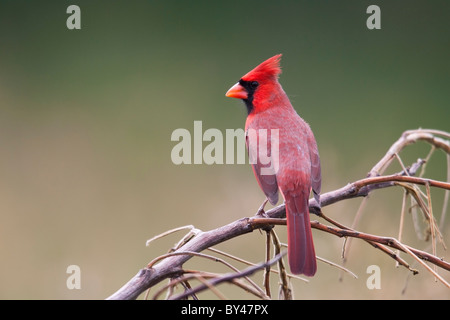 Nördlichen Kardinal (Cardinalis Cardinalis), gemeinsamen Unterart, männlich. Stockfoto