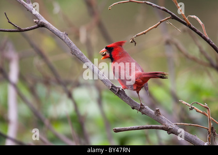 Nördlichen Kardinal (Cardinalis Cardinalis), gemeinsamen Unterart, Männlich, einen Samen zu essen. Stockfoto