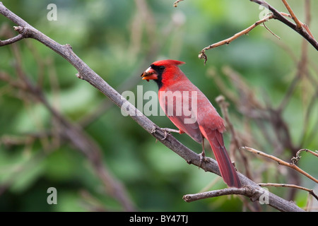 Nördlichen Kardinal (Cardinalis Cardinalis), gemeinsamen Unterart, Männlich, einen Samen zu essen. Stockfoto