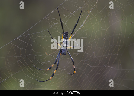 Golden Orb Web Spider in Stockfoto