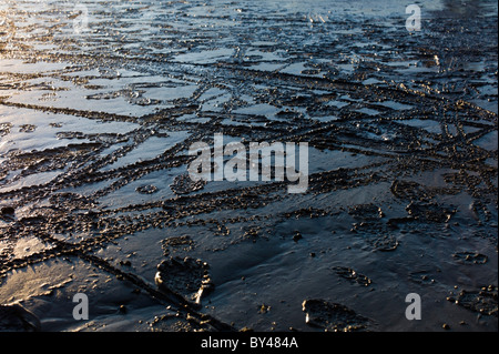 Schlamm am Ufer des Flusses Rhein nach Hochwasser Hochwasser in der Nähe von Karlsruhe Deutschland Stockfoto