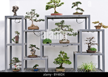 MONTREAL, Kanada – Japanische Bonsai-Bäume im Botanical Garden von Montreal, einem der weltweit größten botanischen Innengärten mit verschiedenen Umgebungen, von Orchideen über Gewürze bis hin zu Kakteen. Stockfoto