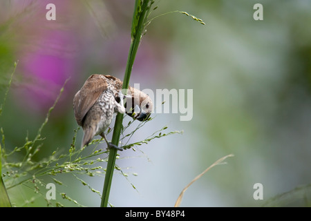 Muskatnuss Männchen (Lonchura Punctulata) Rasen essen. Stockfoto