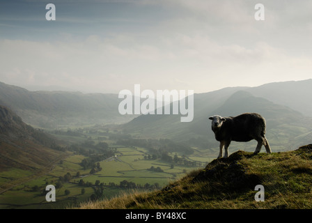 Herdwick Schafe über dem nebligen Langdale Tal im englischen Lake District Stockfoto