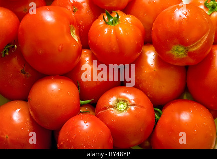 Frisch gepflückt und gewaschenen Tomaten. Stockfoto