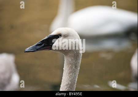 Trumpeter Swan in der Mündung des Starrigavan Creek in Sitka, Alaska Überwinterung Stockfoto