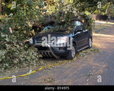 Baum Schaden auf einen Mietwagen in Prospect Park Brooklyn Stockfoto