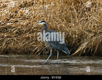 Great Blue Heron (Ardea Herodias) zu Fuß auf dem Eis Stockfoto