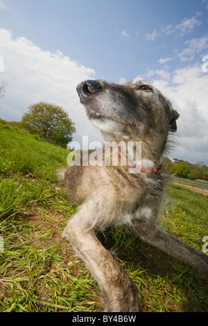 Niedrige Sicht auf einem alten Lurcher Hund in der Sonne entspannen Stockfoto