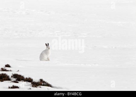 Schneehase sitzend auf dem Schnee in den schottischen highlands Stockfoto