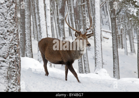 Rotwild-Hirsch im Schnee Schottisches Hochland Stockfoto