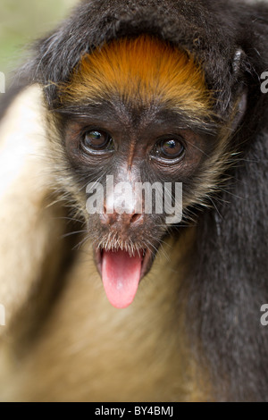 Fun Spider Monkey im ecuadorianischen Primäre Dschungel Stockfoto