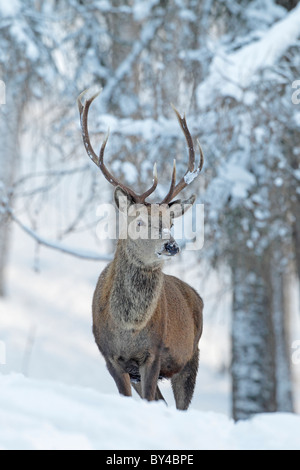 Rotwild-Hirsch im Schnee Schottisches Hochland Stockfoto
