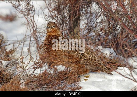 Weibliche Moorschneehühner im Schnee in den schottischen Highlands Stockfoto