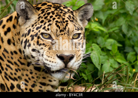 Jaguar Headshot aus der Nähe Stockfoto