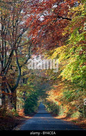 Eine Landstraße führt durch eine Allee von Buchen in der Nähe von Wilton in Wiltshire. Stockfoto