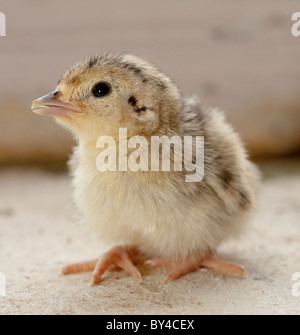 Tag alte Fasane Küken geschlüpft nur aus Ei Stockfoto