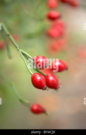 Hagebutten Stockfoto