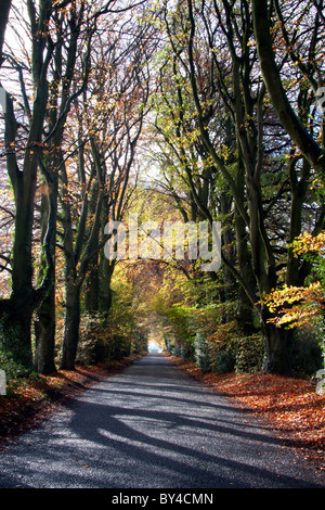 Eine Landstraße führt durch eine Allee von Buchen in der Nähe von Sixpenny Handley in Wiltshire. Stockfoto