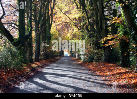 Eine Landstraße führt durch eine Allee von Buchen in der Nähe von Sixpenny Handley in Wiltshire. Stockfoto