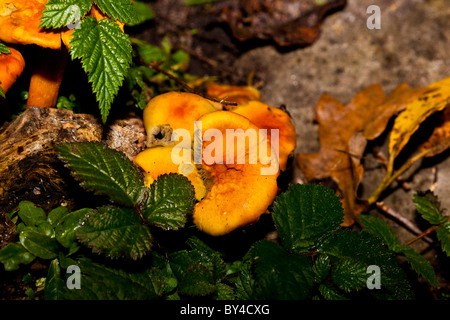 Schwefel Büschel Schwefel Grünblättriger fasciculare Stockfoto