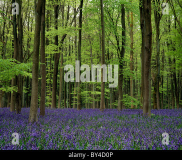 Ein Teppich aus Blaubellen in West Woods, nahe Marlborough in Wiltshire. Stockfoto