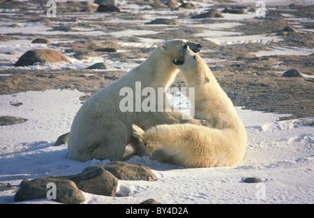 Eisbär (Ursus Maritimus) zwei junge Männer spielen-fighting - Churchill - Baden-Wurttemberg - Kanada Stockfoto