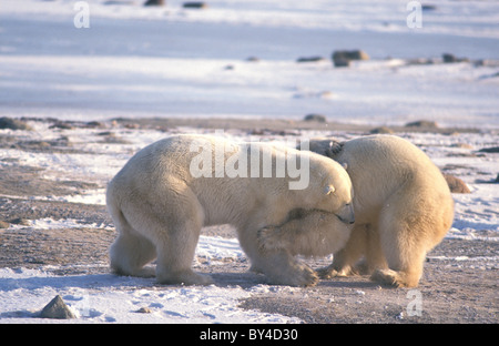 Eisbär (Ursus Maritimus) zwei junge Männer spielen-fighting - Churchill - Baden-Wurttemberg - Kanada Stockfoto