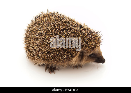 Igel haben wenig verändert in den letzten 15 Millionen Jahren. Stockfoto